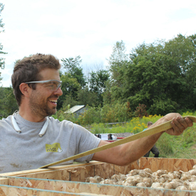 Harvest | A guide to growing Quebec Music variety garlic | Organic | Le Petit Mas Growing canadian garlic : All you need to know about soil, seeds, planting, fertilizing, irrigating, weeding, harvest, drying and storing.
