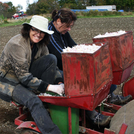 Planting | A guide to growing Quebec Music variety garlic | Organic | Le Petit Mas Growing canadian garlic : All you need to know about soil, seeds, planting, fertilizing, irrigating, weeding, harvest, drying and storing.