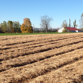 Soil | A guide to growing Quebec Music variety garlic | Organic | Le Petit Mas Growing canadian garlic : All you need to know about soil, seeds, planting, fertilizing, irrigating, weeding, harvest, drying and storing.