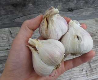 Ail du Québec Biologique - Grade 2 - Le Petit Mas Ail certifié biologique du Québec (Canada). Le Petit Mas, producteur d'ail du Québec,  produit de l'ail en Estrie (Québec) certifié biologique depuis 1989.