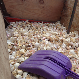 Semences | Guide de culture pour l'ail du Québec biologique | Variété Music | Le Petit Mas Comment cultiver l'ail du Québec | Guide de culture d'ail biologique | Étapes culture d'ail biologique | L'ail du Québec dans son jardin |  Récolter l'ail biologique