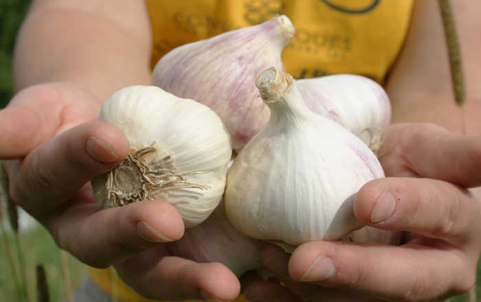 Achetez votre ail du Québec récolté en Estrie (Canada) sur les terres biologiques de Le Petit Mas 