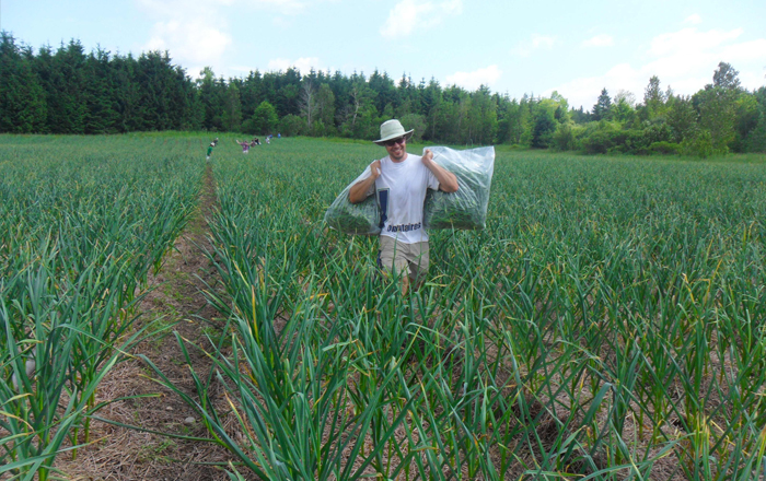 Récolte des fleurs d'ail du Québec sur les terres biologiques de Le Petit Mas dans les Cantons-de-l'Est (Estrie, Canada) 